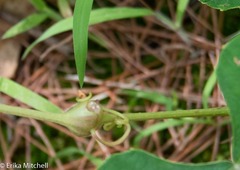 Neolasioptera vitinea