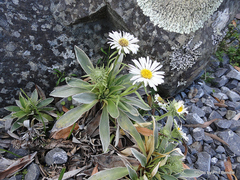 Celmisia hieraciifolia