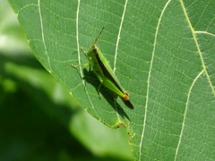Gesonula punctifrons