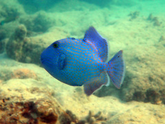 Pseudobalistes fuscus