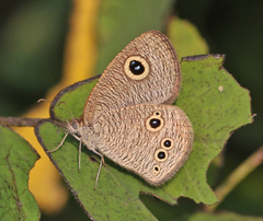 Ypthima tabella
