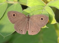 Ypthima tabella