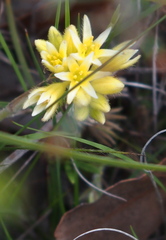 Conostylis setigera