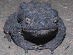 Phrynoidis juxtasper