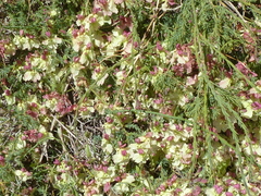 Lechenaultia linarioides