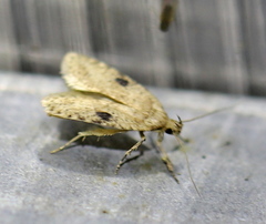 Agonopterix propinquella