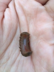 Phyllodocida