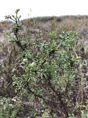 Artemisia campestris maritima