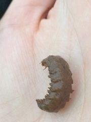 Phyllodocida