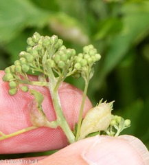 Dasineura salicifoliae
