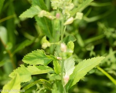Dasineura salicifoliae