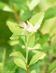Dasineura salicifoliae