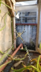 Argiope argentata