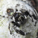 Phidippus audax - Photo (c) Pedro Alanis, some rights reserved (CC BY-NC), uploaded by Pedro Alanis