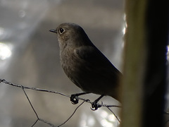 Phoenicurus ochruros gibraltariensis