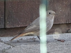 Phoenicurus ochruros gibraltariensis