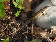 Sceloporus variabilis marmoratus