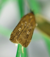 Helcystogramma triannulella