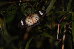 Cethosia cyane