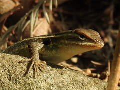 Sceloporus variabilis marmoratus