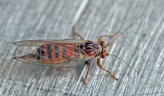 Cacopsylla pulchra