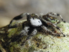 Phidippus bidentatus