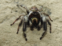 Phidippus bidentatus