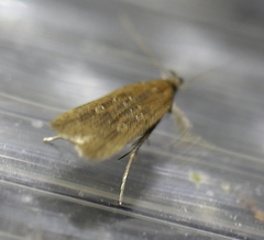 Helcystogramma triannulella