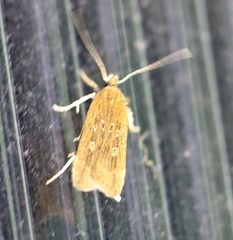 Helcystogramma triannulella