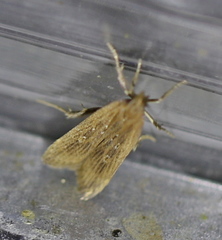 Helcystogramma triannulella