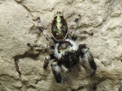 Phidippus bidentatus