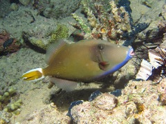 Sufflamen albicaudatum