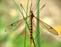 Nephrotoma flavipalpis