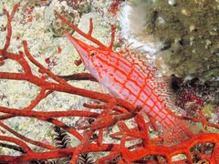 Oxycirrhites typus