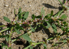 Polygonum fowleri