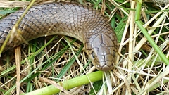 Paraphimophis rusticus
