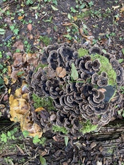 Trametes versicolor