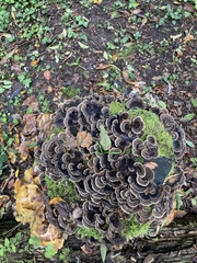 Trametes versicolor