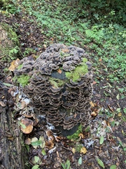 Trametes versicolor