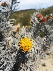 Leucospermum tomentosum