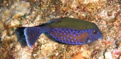 Ostracion cyanurus