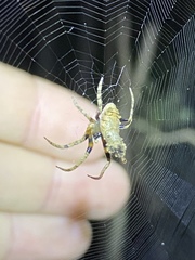 Poltys illepidus