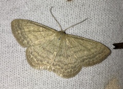 Scopula inductata