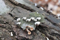 Porodisculus pendulus