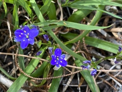 Chamaescilla