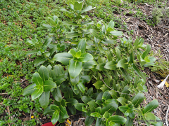Coprosma waima