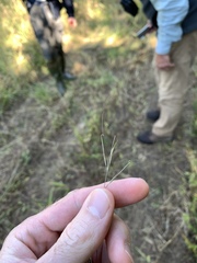 Aristida ramosissima