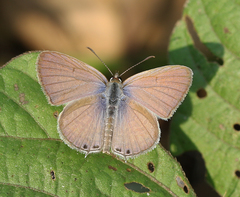 Euchrysops cnejus cnejus