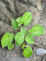 Piperales