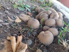 Fungi